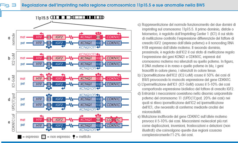 Fig. 3 Regolazione dell’imprinting nella regione cromosomica 11p15.5 e sue anomalie nella BWS