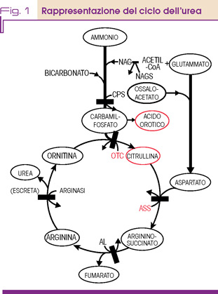 Fig. 1 Rappresentazione del ciclo dell’urea