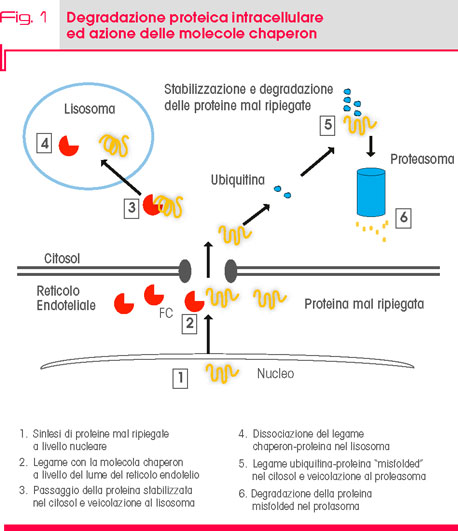 Fig. 1 Degradazione proteica intracellulare  ed azione delle molecole chaperon