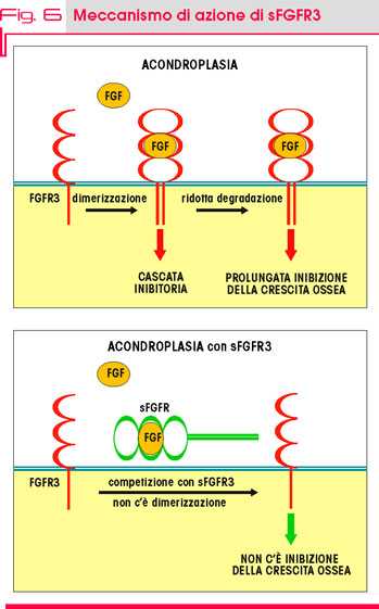 Fig. 6 Meccanismo di azione di sFGFR3