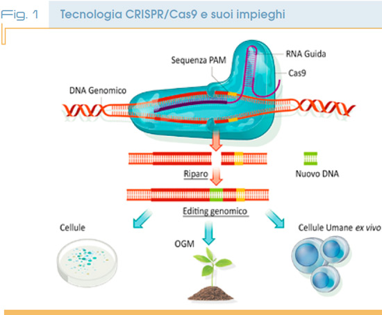 Fig. 1 Tecnologia CRISPR/Cas9 e suoi impieghi