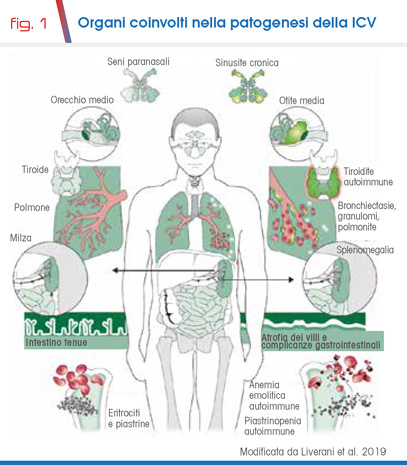fig. 1 Organi coinvolti nella patogenesi della ICV