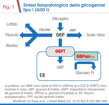 fig. 1 Sintesi fisiopatologica della glicogenosi tipo I (GSD I)