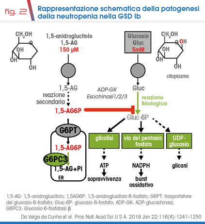 fig. 2 Rappresentazione schematica della patogenesi della neutropenia nella GSD Ib