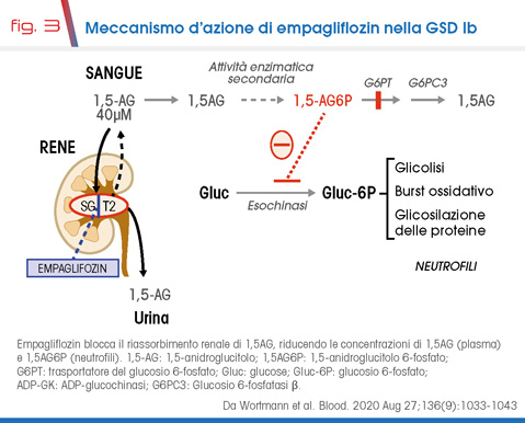 fig. 3 Meccanismo d’azione di empagliflozin nella GSD Ib