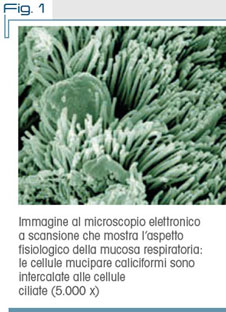 Fig. 1 Immagine al microscopio elettronico a scansione che mostra l’aspetto fisiologico della mucosa respiratoria: le cellule mucipare caliciformi sono intercalate alle cellule ciliate (5.000 x)