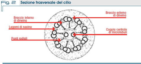 Fig. 2 Sezione trasversale del cilio