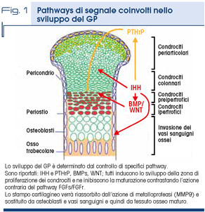 Fig. 1 - Pathways di segnale coinvolti nello  sviluppo del GP