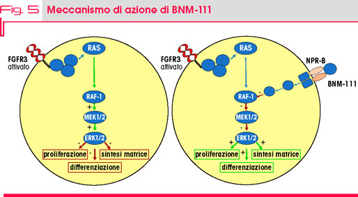 Fig. 5 Meccanismo di azione di BNM-111