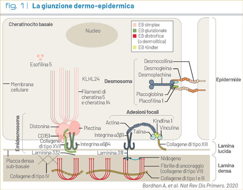 fig1